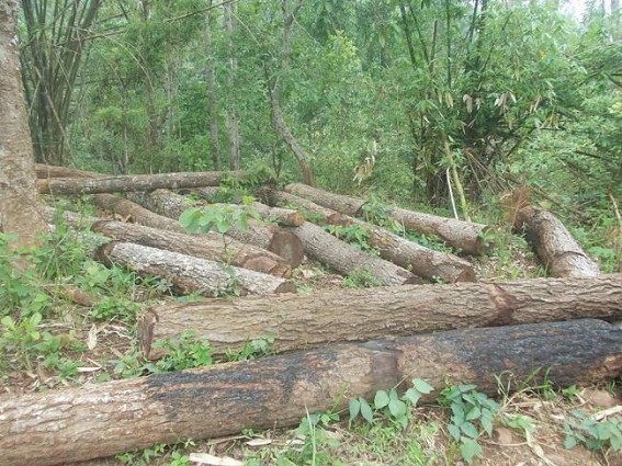 Unchecked Tripura-Bangla timber smuggling on rise along unfenced bordering area Unchecked Tripura-Bangla timber smuggling on rise along unfenced bordering area